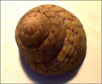 Gibbula rarilineata